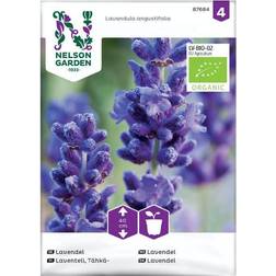 Nelson Garden Økologisk Lavendel frø Prydbusk