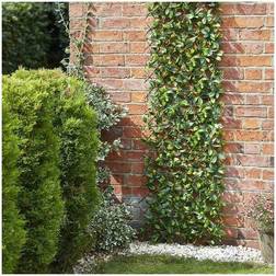Smart Garden Lemon Leaf 180