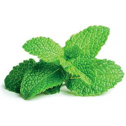 Click and Grow & Smart Garden Refill: Peppermint Krydderurtefrø