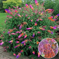 Very Buddleia Flower Power Butterfly Bush