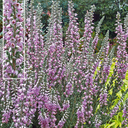 Calluna vulgaris 'Silver Knight' Efterårslyng