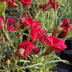 Fjernellike Desmond Dianthus plumarius Desmond Prydbusk