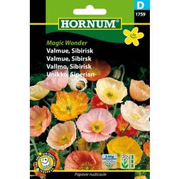 Hornum Valmue Sibirisk Magic Wonder Blomsterfrø