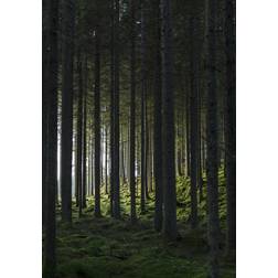 Venture Home Poster Woods 21x30 Plakat