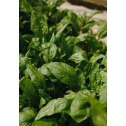 Venture Home Poster Green leaf 21x30 Poster