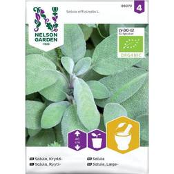 Nelson Garden Salvia, Krydd-. Organic