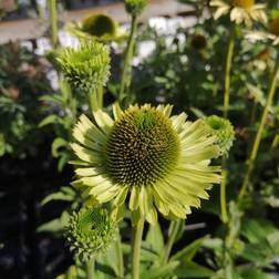 Purpursolhat Green Jewel Echinacea