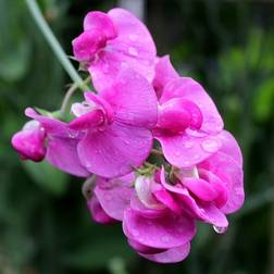 Flerårig Ærteblomst 'Rote Perle' 'Splendens' Prydbusk