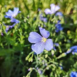 Flerårig Hør Saphir Linum perenne Saphir