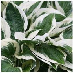 HOSTA hybrid 'Patriot' Funkia