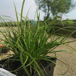 CAREX caryophylla 'The Beatles'