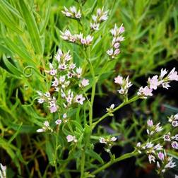 Limonium Latifolium Staude