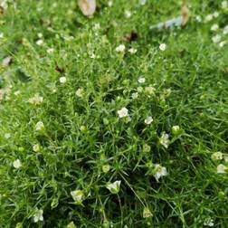 Firling - Sagina subulata Blomsterfrø