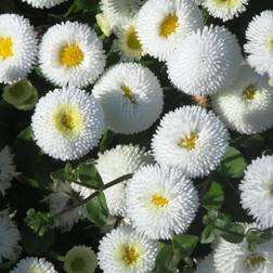 Tusindfryd Planet White Bellis perennis Planet