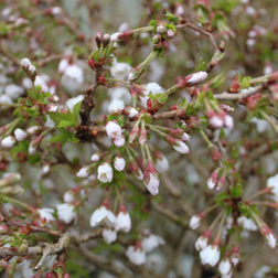 Fuji Kirsebær Prunus incisa 'Kojou-no-mai'