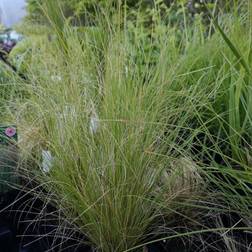 Hejregræs Stipa tenuissima