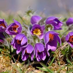 Kobjælde - Pulsatilla vulgaris