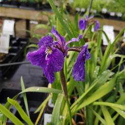 Sibirisk Iris Iris Prydbusk