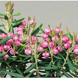 Rosmarinlyng Blue Ice Andromeda polifolia