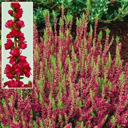 Calluna vulgaris 'Dark Beauty' Efterårslyng