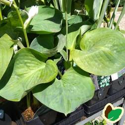 HOSTA sieboldiana 'Elegans' Funkia