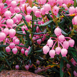 Rosmarinlyng Nikko Andromeda polifolia