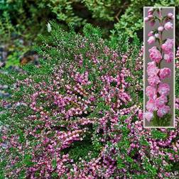 Calluna vulgaris 'Red Favorit' Efterårslyng Prydbusk