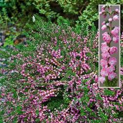 Calluna vulgaris 'Red Favorit' Efterårslyng