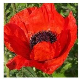 Kæmpevalmue Beauty Of Livermere Papaver orientale Of Livermere