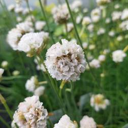 Engelsk Græs Alba Armeria Blomsterfrø