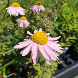 TANACETUM coccineum 'Robinsons Rosa' Chrysanthemum Rosenkrave