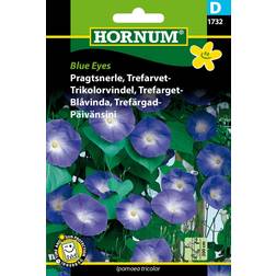 Hornum Pragtsnerle, Trefarvet-, Blue Eyes D