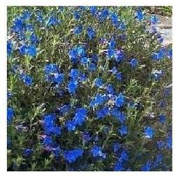 Stenfrø Heavenly Blue Lithodora diffusa Heavenly Prydbusk