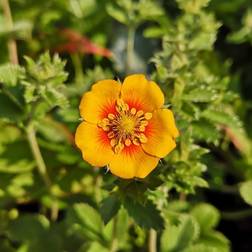 Potentilla Argyrophylla Staude