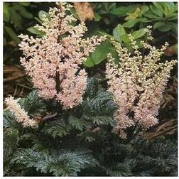 ASTILBE crispa 'Perkeo' Astilbe Prydbusk