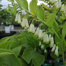 Storkonval - Polygonatum multiflorum Prydbusk