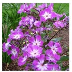 PHLOX pani. 'Uspech' Høstfloks