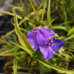 Trekantblomst Leonora Tradescantia andersoniana