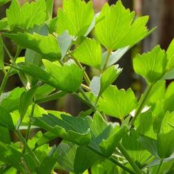 Løvstikke - Levisticum officinale