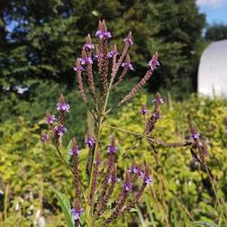 Jernurt - Verbena hastata Prydbusk