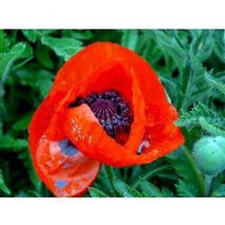 PAPAVER orient. 'Allegro' Kæmpevalmue