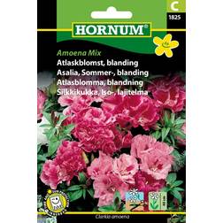 Hornum Atlaskblomst, blanding, Amoena Mix C 1825