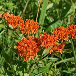 ASCLEPIAS tuberosa Silkeplante