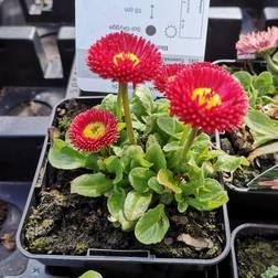Tusindfryd Planet Red Bellis perennis Planet Prydbusk