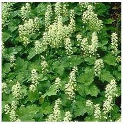 Skumblomst - Tiarella cordifolia Blomsterfrø