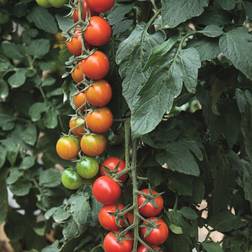 Silvan Økologisk Cherrytomat Favorita Tomatplante