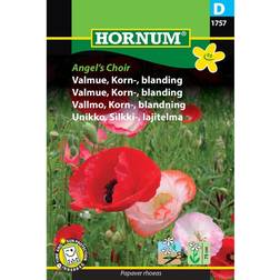Hornum Valmue frø, Angel's Choir Blomsterfrø