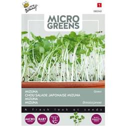 Dyrk selv Mizuna Microgreens