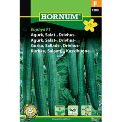 Hornum Agurk, Salat-, drivhus- Futura F1 Grøntsagsfrø