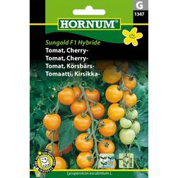Hornum Tomat, Cherry-, Sungold F1 Grøntsagsfrø